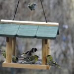 Vogelfutterhaus im privaten Garten