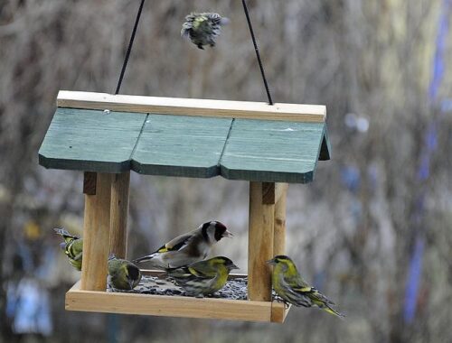 Vogelfutterhaus im privaten Garten